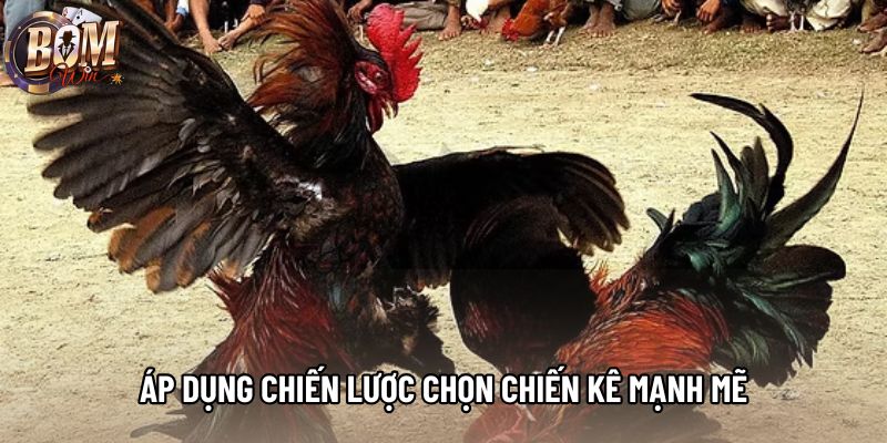 Áp dụng chiến lược chọn chiến kê mạnh mẽ Áp dụng chiến lược chọn chiến kê mạnh mẽ
