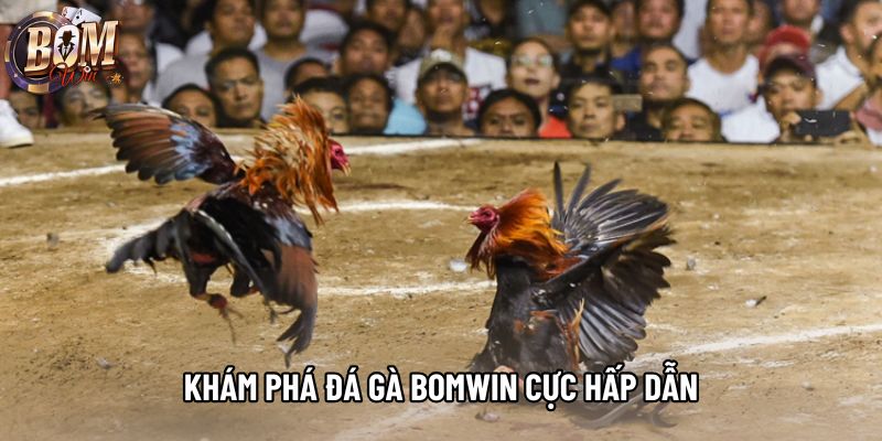 Khám phá đá gà Bomwin cực hấp dẫn