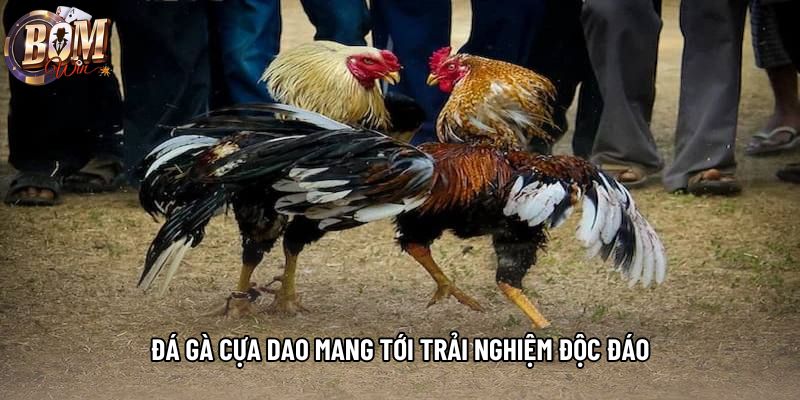Đá gà cựa dao mang tới trải nghiệm độc đáo Đá gà cựa dao mang tới trải nghiệm độc đáo