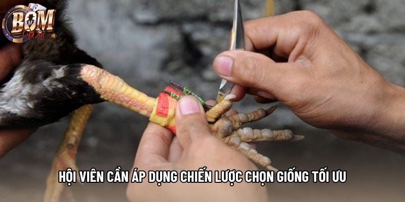 Hội viên cần áp dụng chiến lược chọn giống tối ưu Hội viên cần áp dụng chiến lược chọn giống tối ưu