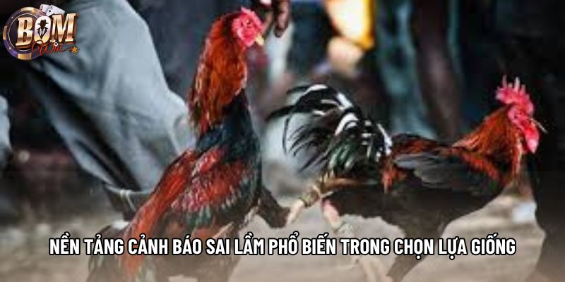 Nền tảng cảnh báo sai lầm phổ biến trong chọn lựa giống Nền tảng cảnh báo sai lầm phổ biến trong chọn lựa giống